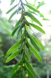 Tmesipteris elongata: aerial stem bearing round-ended bilobed synangia on the adaxial margin of bifid sporophylls, splitting along the adaxial surface.  
 Image: L.R. Perrie © Leon Perrie 2004 CC BY-NC 3.0 NZ